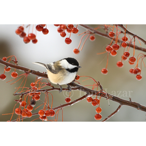 Winter Songbird Tryptick by Tom Lazar