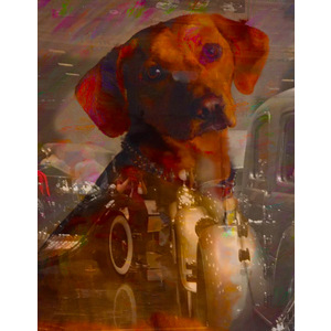 Dapper Dog by Leah Devora 