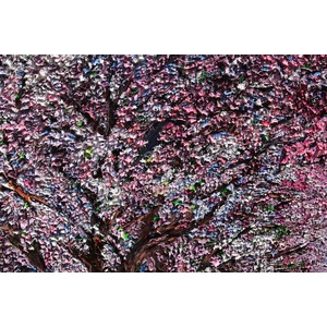 Cherry Blossoms by Kenneth Halvorsen