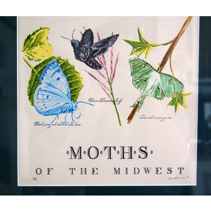 Moths of the Midwest, framed and matted – 19 color Letterpress on Cream Cordtone Paper (2014), item 136.70 by Don Widmer