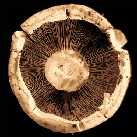 Medium mushroom
