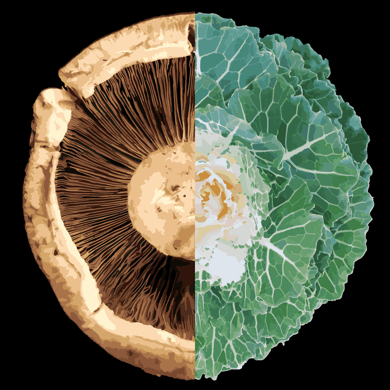 Mushroom Cabbage - 16x16 Canvas by Jason Ulman