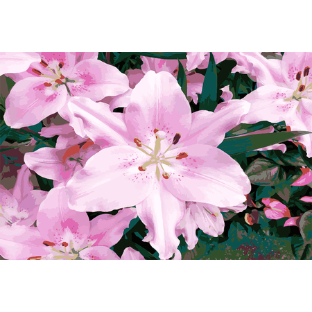 Medium pink lily