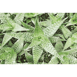 Aloe Leaves - 30x45 Metal by Jason Ulman