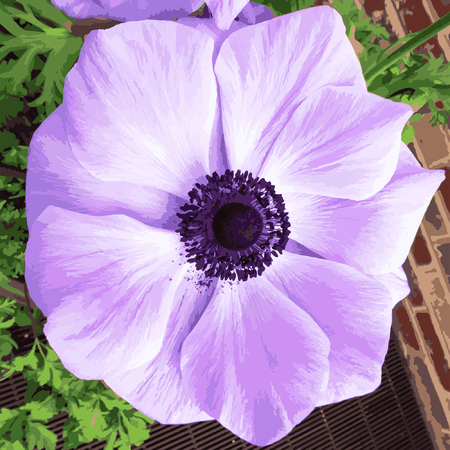 Medium purple poppy