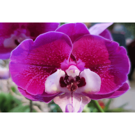 Medium orchid i