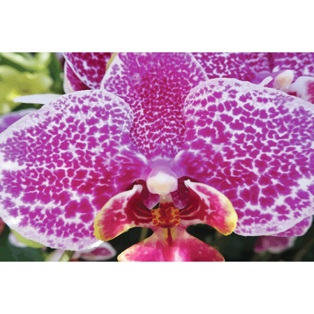 Medium orchid ii