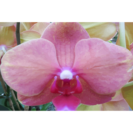 Medium orchid iii