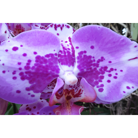 Medium orchid iv