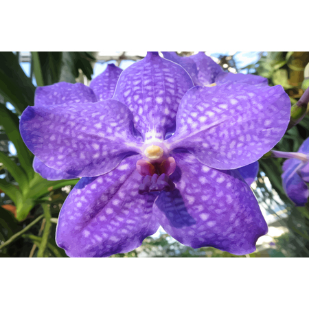 Medium orchid v