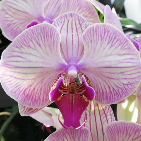 Medium orchid vi
