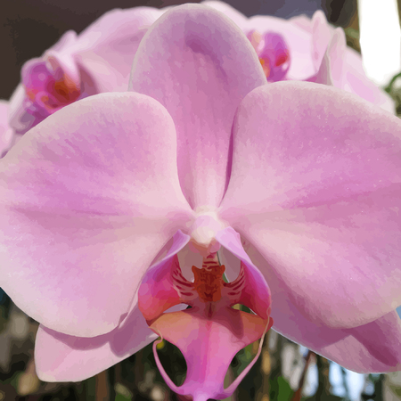 Medium orchid vii