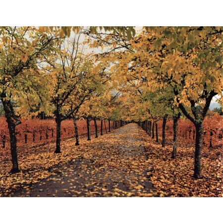 Medium vineyard trees red napa valley 001  2 