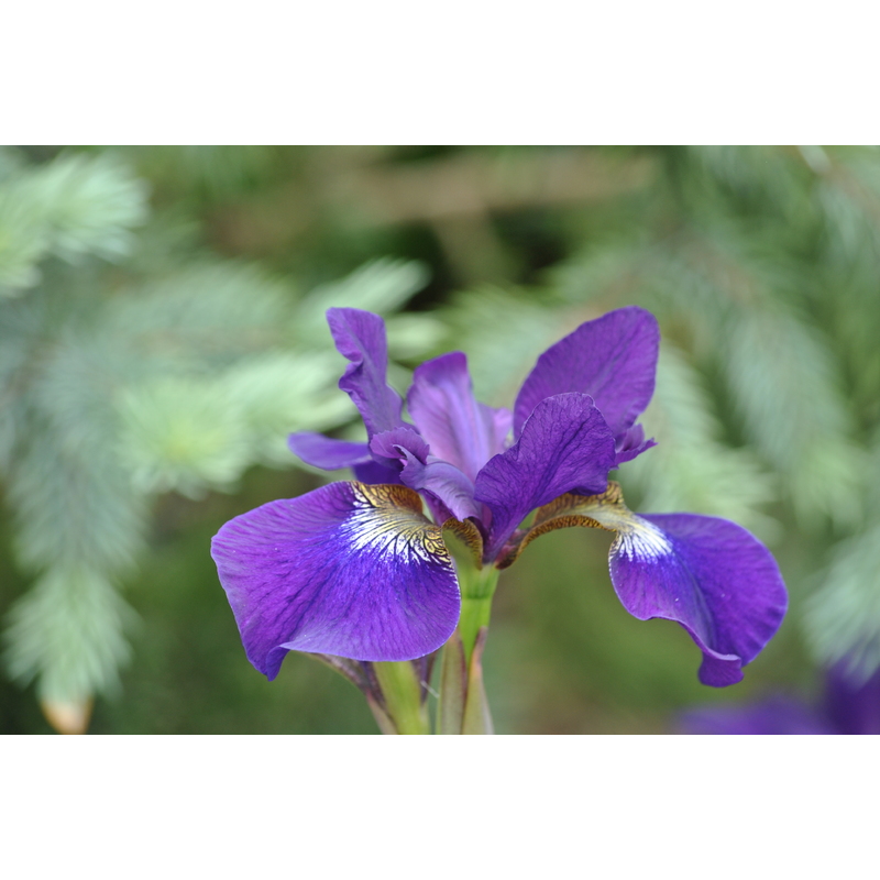 Purple Iris by Linda Goad