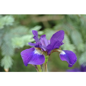 Purple Iris by Linda Goad