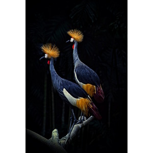 Crowned Cranes by Paulo De Andrea
