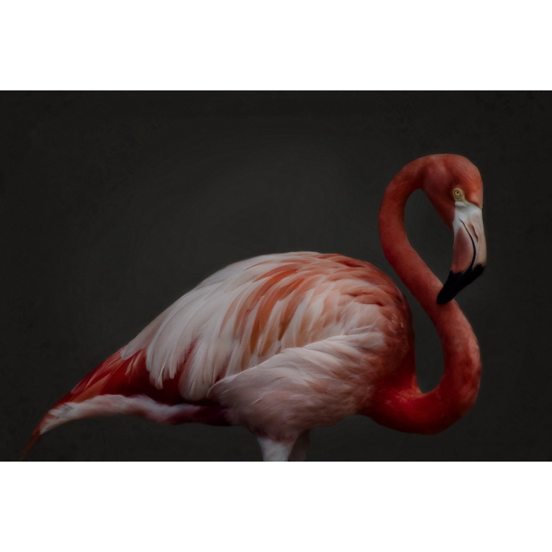 Pink Flamingo by Paulo De Andrea