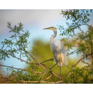 Nesting white Egret on canvas ready to hang by Philip Heim