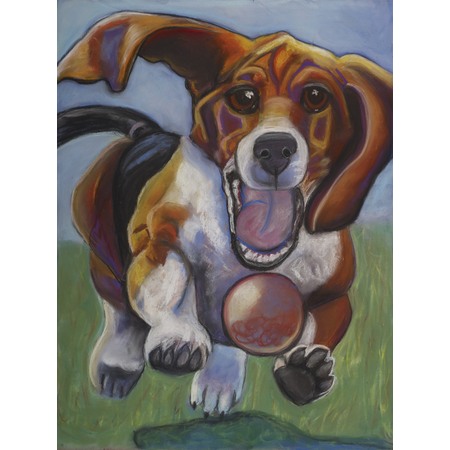 Medium beagle running after ball
