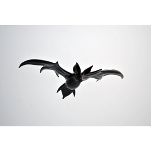 Large Black Bat in Flight by Thomas von Koch
