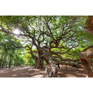 Angel Oak by Philip Heim