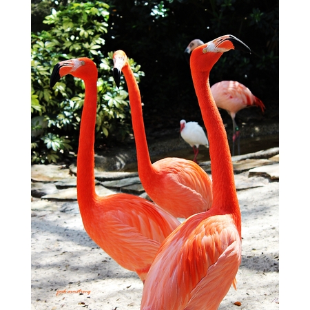 Medium flamingos 16x20
