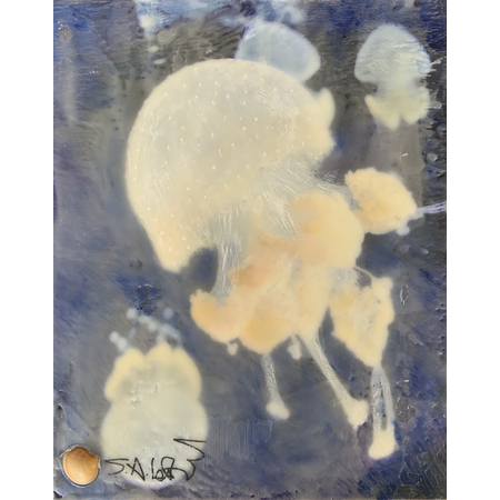 Medium jellyfish 1a