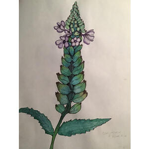 Small blue vervain