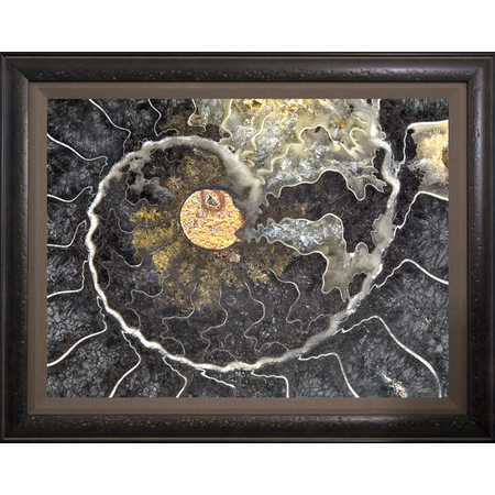 Medium black ammonite mellott 97