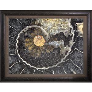 Black Ammonite by Ron Mellott