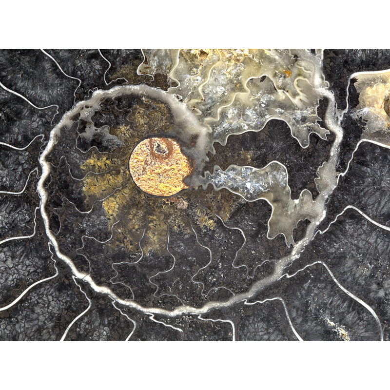Black Ammonite by Ron Mellott