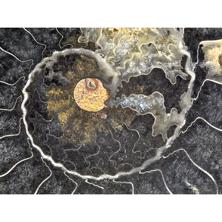 Medium black ammonite mellott gwc m item 43