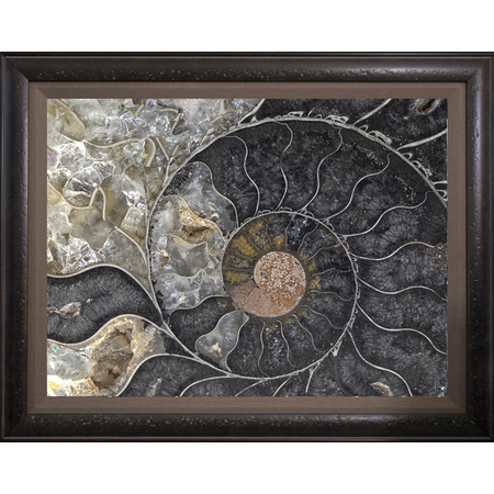 Medium fossil ammonite fr mellott 97