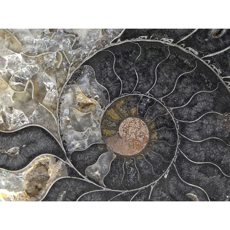 Medium fossil ammonite gwc mellott