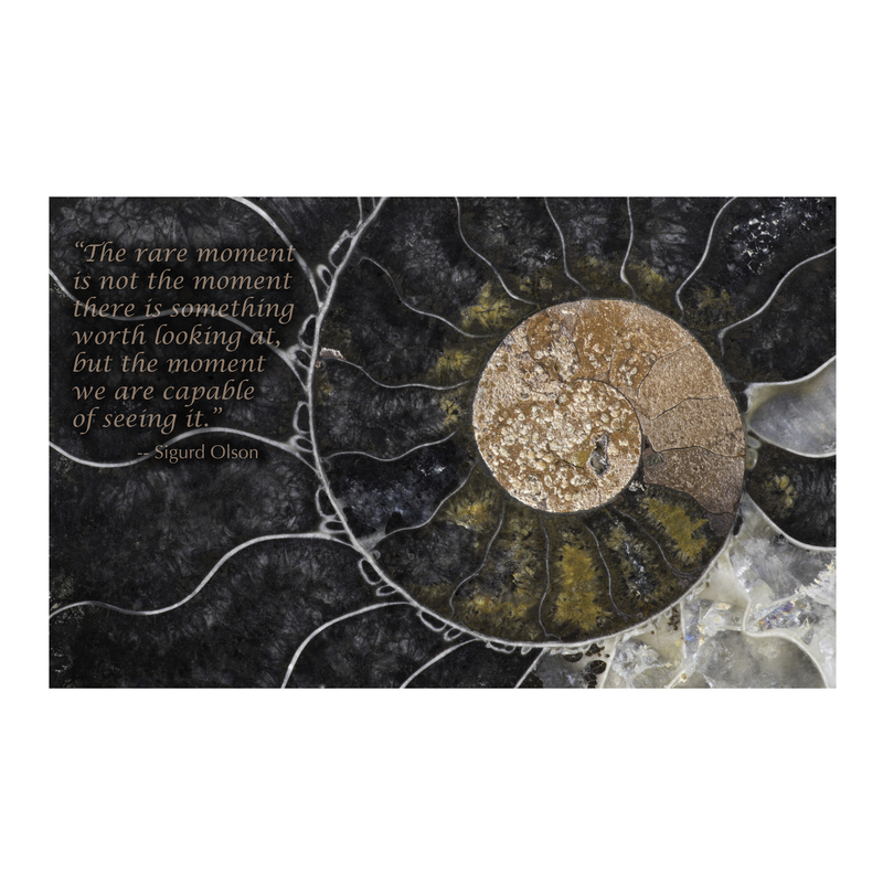 Fossil Ammonite by Ron Mellott