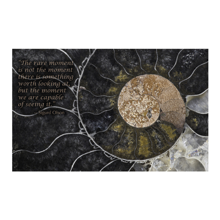 Medium fossil ammonite small poster mellott item 13