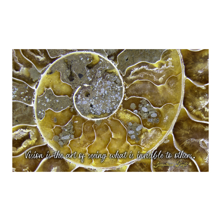 Medium cleoniceras ammonite large poster mellott item 18
