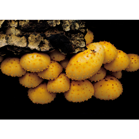 Medium mushrooms yellow lb 57 300 8