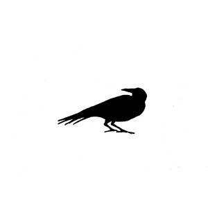 Crow, Paris (Pere LaChaise) by Jason Fricke