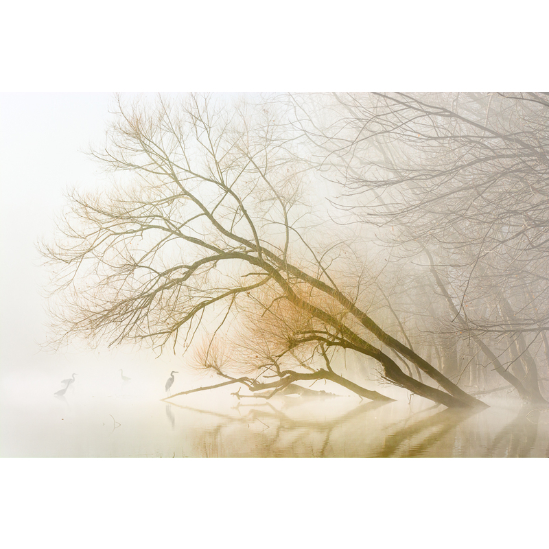 Fog Bright by John Weller