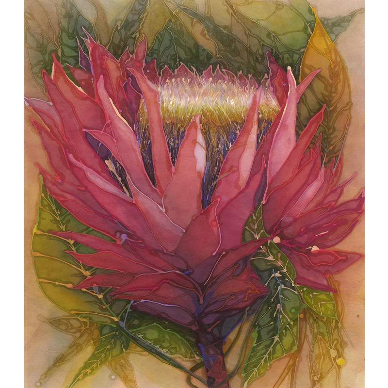 Protea original sold prints available by Anne Hanley