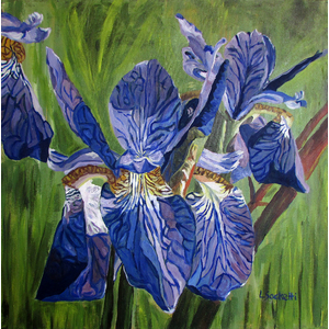 Purple Iris  24" x 24"  by Linda Sacketti
