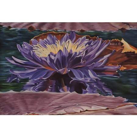 Medium purple water lily