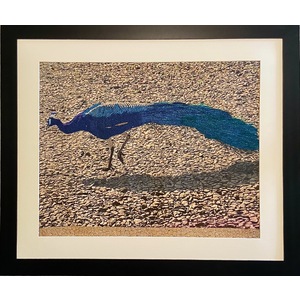 Peacock in Maui by Susan Sances