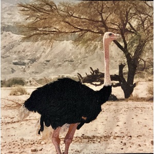 Ostrich in Israel by Susan Sances