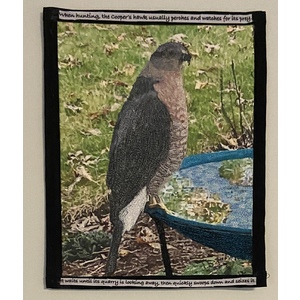 Coopers Hawk on Bird Bath by Susan Sances