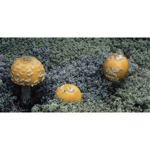 Amanita mushroom by Ron Mellott