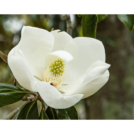 Medium southern magnolia