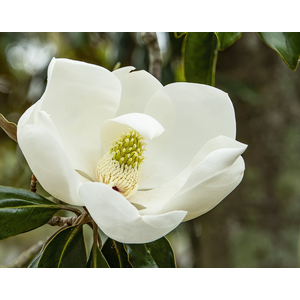 Magnolia Bloom by Sharon McClung