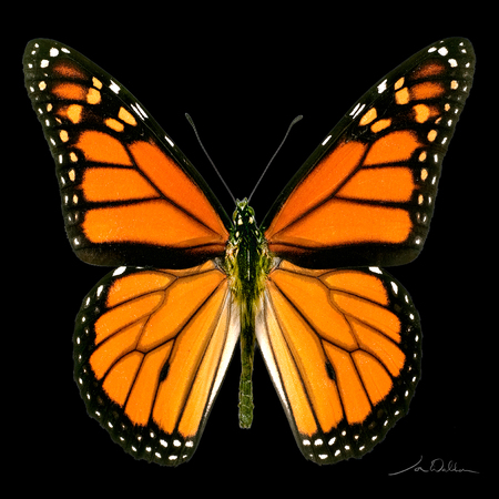 Medium metal butterfly monarch 5x5